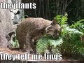 Funny Cats And Dogs :)