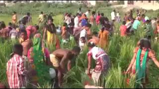 অলৌকিক তৈলের সন্ধান মিলেছে বাংলাদেশে! অলৌকিক তৈলের সন্ধান মিলেছে বাংলাদেশে!
