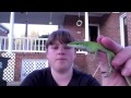 Fun With Lizards - Look What the Cat Dragged In