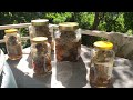 Making & Fermenting Organic Noni Juice at Home Part 1