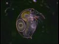 microscopic