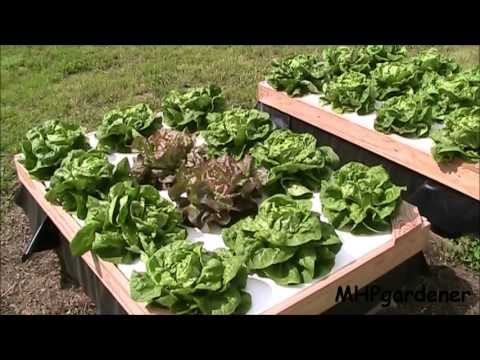 Growing Hydroponic Lettuce Outside With No Electricity | How To Make ...