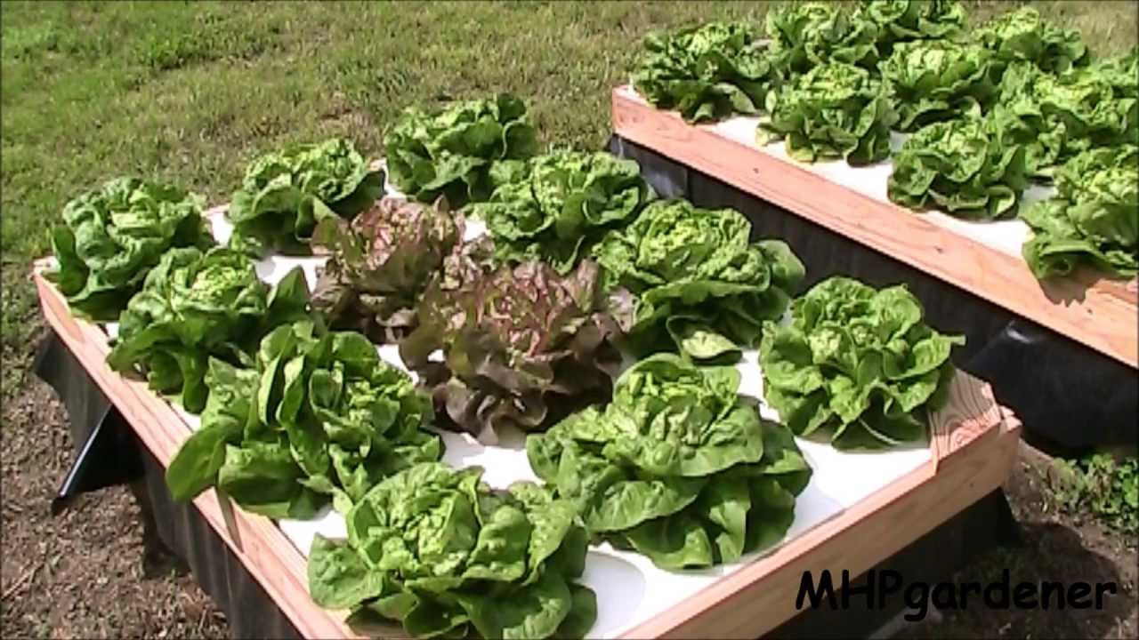 Growing Hydroponic Lettuce Outside with No Electricity - YouTube