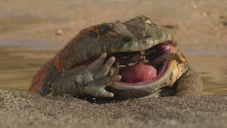 The first time you'll see a frog eating a dinosaur | Beelzebufo: The Largest Fro