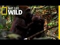 Gorilla Mating | Mystery Gorillas