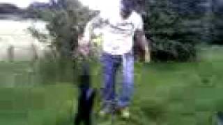 Patterdale Terrier