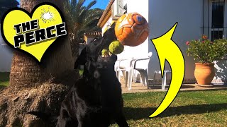 On the Nose Our Dog Playing Football