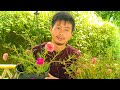How To Grow Moss Rose, Portulaca From Cutting | Moss Rose Care