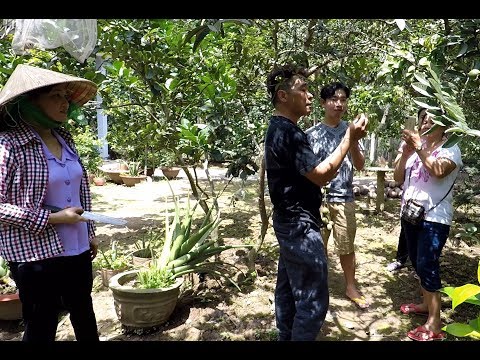 Cá tai tượng chiên xù chấm mắm me - Hương vị đồng quê - Bến Tre - Miền Tây