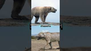 Amphicyion Giganteus Vs Megistotherium