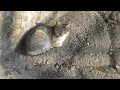 animal sex tube,horse,zoo ,dog ,horse X-Men Origins: Wolverine Cat - Joey Loves Water