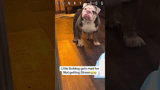 Funny And Cute Dogs