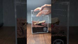 My New Spider House