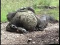army