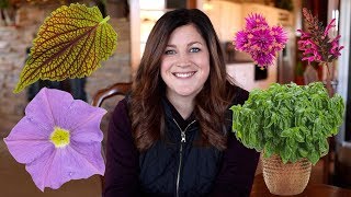 New Plants for 2019 🌿🙌👩🌾 // Garden Answer