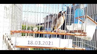 18.03.2021.Pirlitan.chardonneret , El Jilguero , Bird , Cardellino Pezzato , Dfinch Song