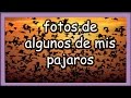 FOTOS DE ALGUNOS DE MIS PAJAROS