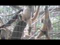 Two male monkeys performing...well just watch the video and find out!