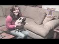 Looking for a good laugh? Watch funny dogs! - Funny dog compilation