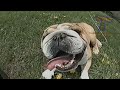 Looking for a good laugh? Watch funny dogs! - Funny dog compilation