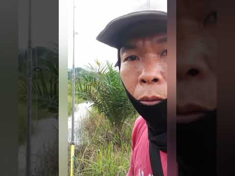 cara memasang kodok asli supaiya tdk nyangkut ke rumput atau kayu.2...