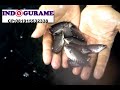 Budidaya Gurame Kolam Terpal Jual Telur Bibit Nener Larva Benih images Budidaya Gurame Kolam Terpal Jual Telur Bibit Nener Larva Benih
