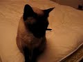 Siamese Cat Talking