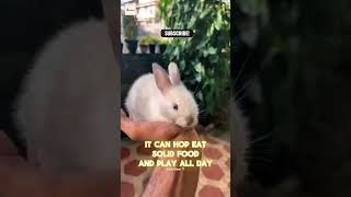 1 Day To Adult Rabbit Transformation You Wont Believe The Change