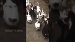 Duck Walking Funny