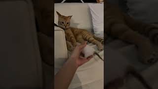 Daddy Cat Refuses Child Support