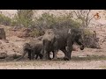Namibia Erleben Teil 5 W Stenelefanten Im Hoanib Rivier images Namibia Erleben Teil 5 W Stenelefanten Im Hoanib Rivier