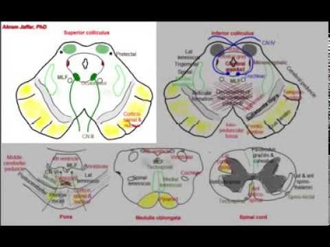 Midbrain, simplified sections of internal structure - YouTube