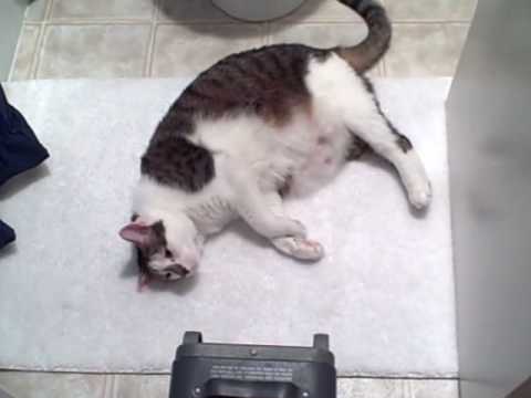 otto fat cat
