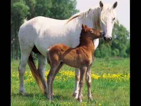 Pferdebilder.wmv - YouTube Pferdebilder.wmv - YouTube