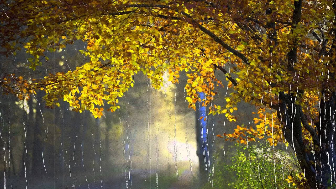 Бесплатные фотографии красивого золотого дождика доступны вам в любое время дня и ночи