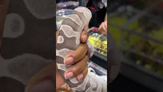 Mind Blowing. Ever Heard Of A Scaleless Snake??