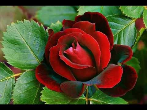 umbai gazal Sukharaathri odungukayai....