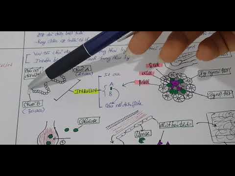Đái tháo đường thai kỳ 1 | BGSK YDS 2020