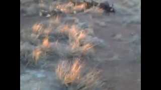 Jagd Terriers Vs Badger Part 1