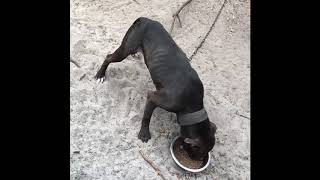 Grp Kennels Apbt