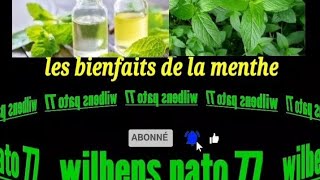 Les Bienfaits De La Menthe Fèy Mant