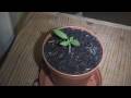 Tomato Plant Growing Timelapse