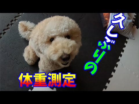 身体測定!? 身体測定!?