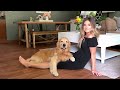 Hugging Another Dog Too Long | Jealous Dog Reaction
