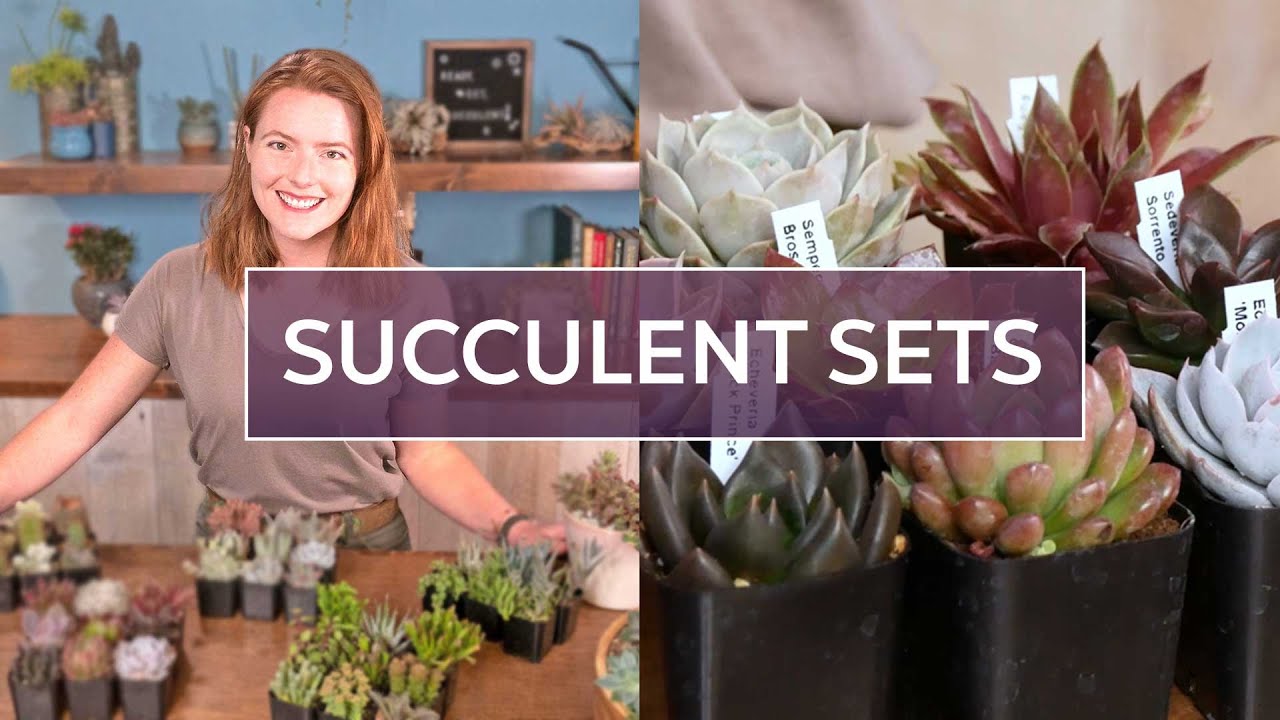 Succulent Sets - Buying Succulents by Color, Variety, or Shape