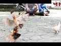 image Tarung Serama Ga Mau Gaya Di Atas Meja Jd Nya Begini