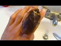 Giant Cockroach ( Blaberus Giganteus )