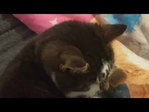 Kitten game BC I was bored (the thumbnail is my gfs cat)