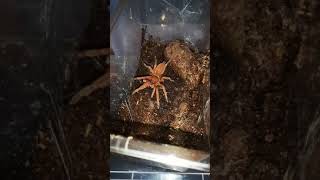 Orphnaecus Philippinus Feeding Philippine Orange Tarantula