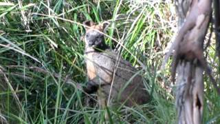 Watch Walkabouts Mr Clancy video